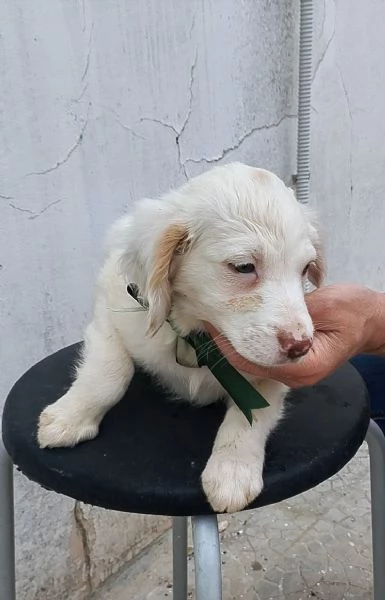 Dolcissime bretoncine in adozione  | Foto 0