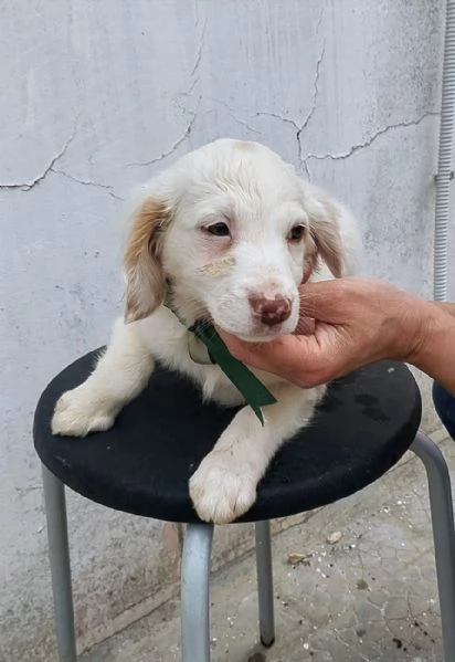 La dolce Mia e la sorellina Stella cercano casa | Foto 6