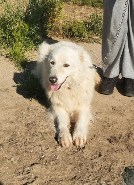 Chanel dolcissima cagnolina cerca casa  | Foto 3
