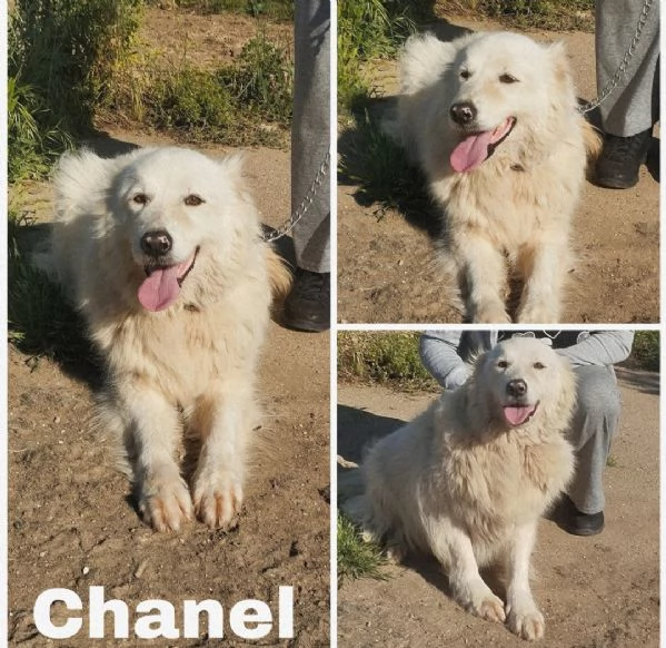 Chanel dolcissima cagnolina cerca casa 