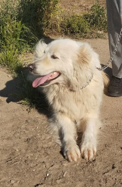 Chanel dolcissima cagnolina cerca casa  | Foto 1