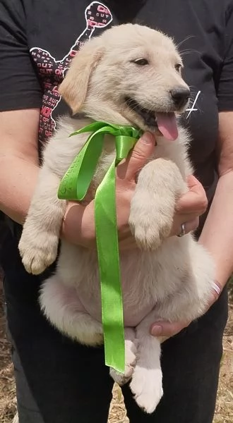Bianca dolce cucciola taglia grande in adozione  | Foto 6