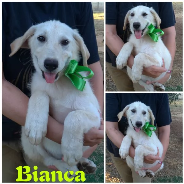 Bianca dolce cucciola taglia media abbondante in adozione 