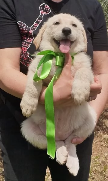 Bianca dolce cucciola taglia grande in adozione  | Foto 3