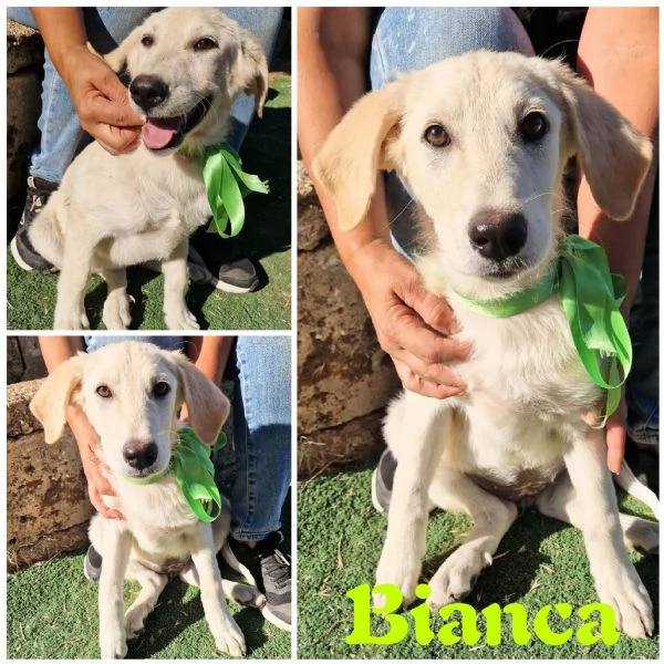 La piccola Bimba in adozione cerca casa  | Foto 1