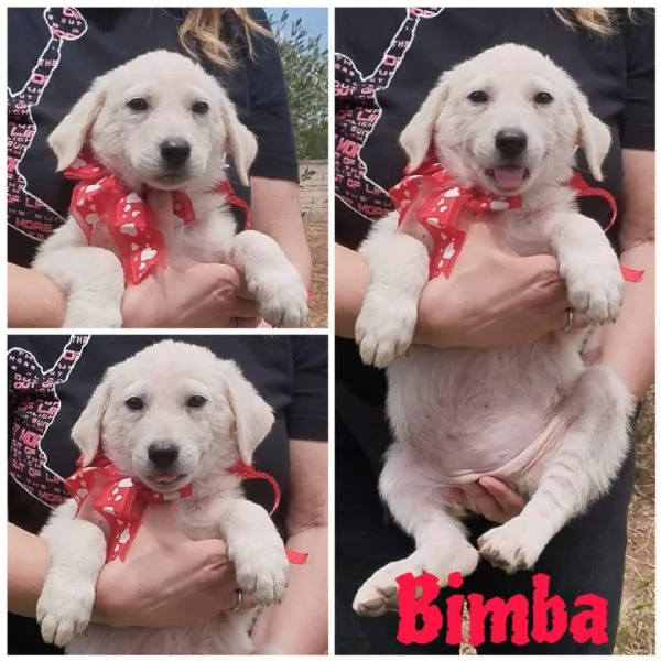 La piccola Bimba in adozione cerca casa 