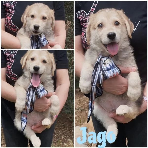La piccola Bimba in adozione cerca casa  | Foto 6
