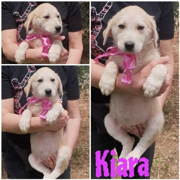 La piccola Bimba in adozione cerca casa  | Foto 5