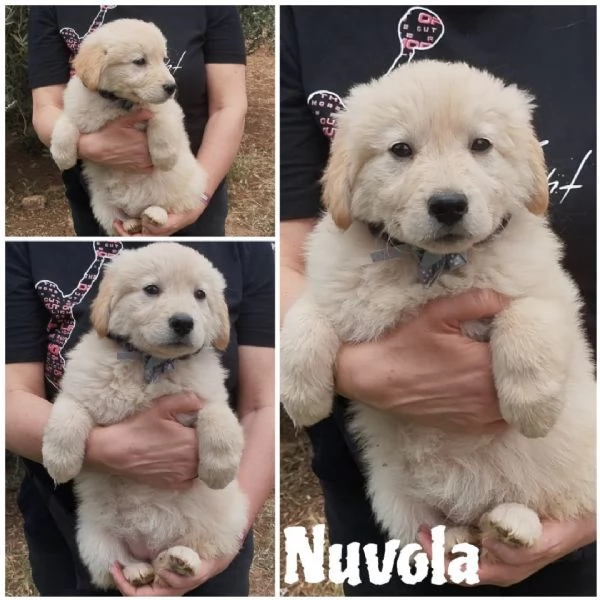 La piccola Bimba in adozione cerca casa  | Foto 2