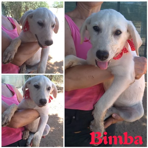 La piccola Bimba in adozione cerca casa 