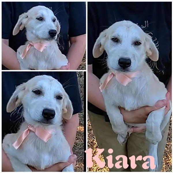 La piccola Bimba in adozione cerca casa  | Foto 0
