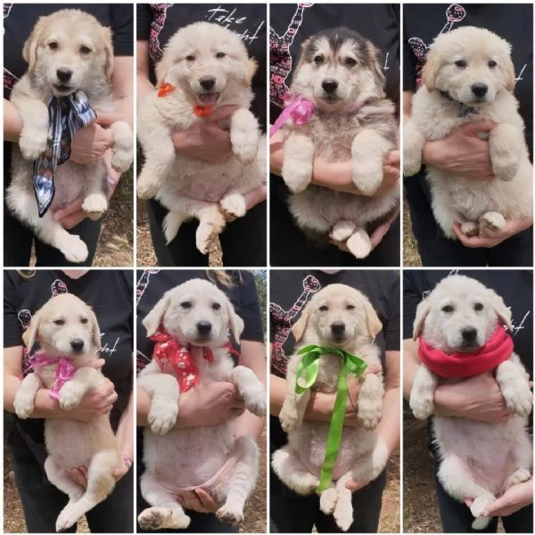 Cuccioli in adozione cercano casa per sempre  | Foto 4