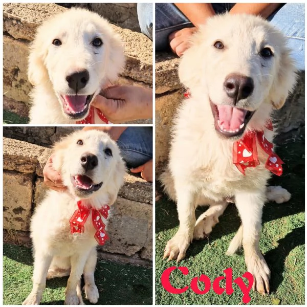 JAGO cucciolo in adozione  | Foto 3