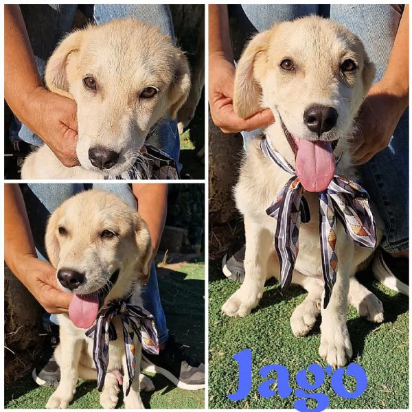 JAGO cucciolo in adozione 