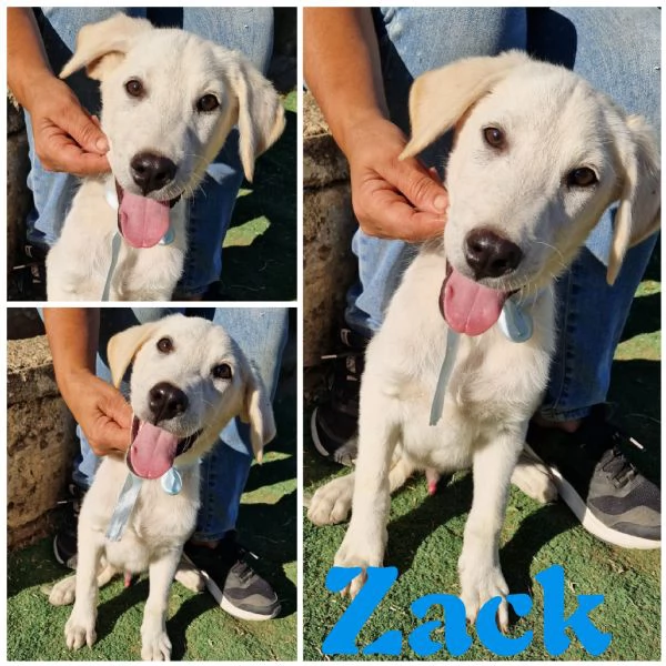 JAGO cucciolo in adozione  | Foto 1