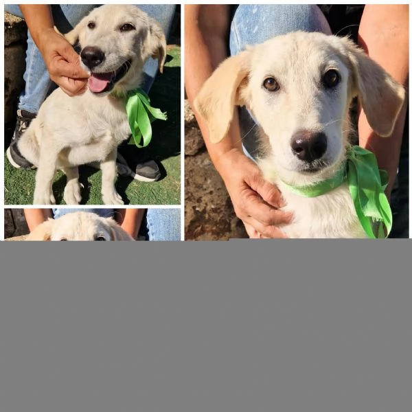 JAGO cucciolo in adozione  | Foto 0