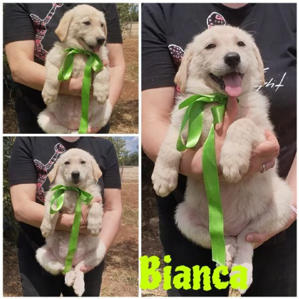 Cuccioli in adozione bisogno di di una fsfamiglia  | Foto 6