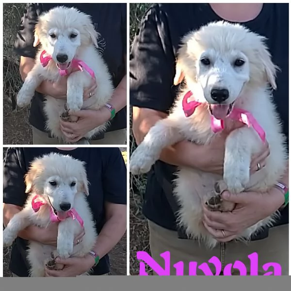 Cuccioli in adozione hanno bisogno di una famiglia  | Foto 6