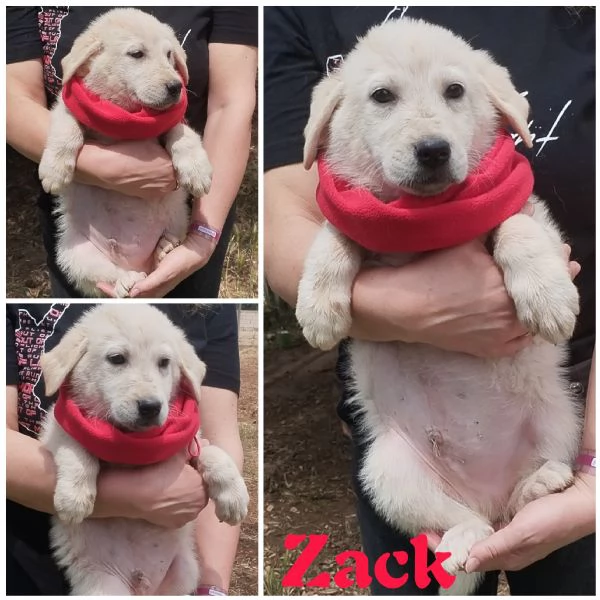 Cuccioli in adozione bisogno di di una fsfamiglia 