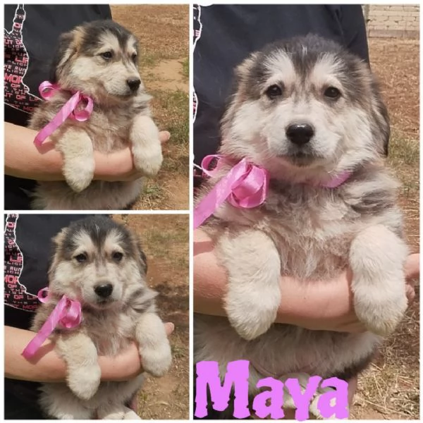 Cuccioli in adozione bisogno di di una fsfamiglia  | Foto 4
