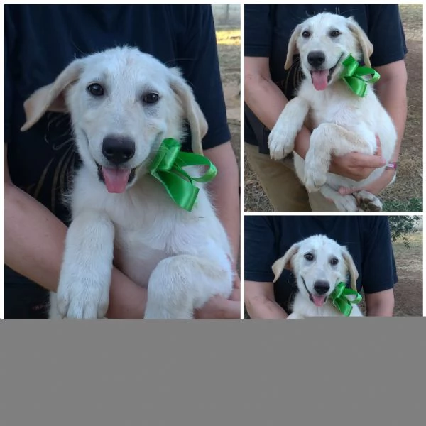 Cuccioli in adozione hanno bisogno di una famiglia  | Foto 3