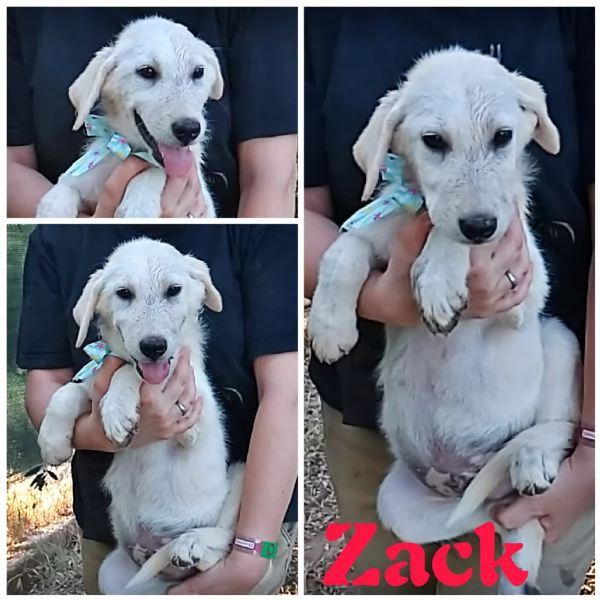 Cuccioli in adozione hanno bisogno di una famiglia  | Foto 0