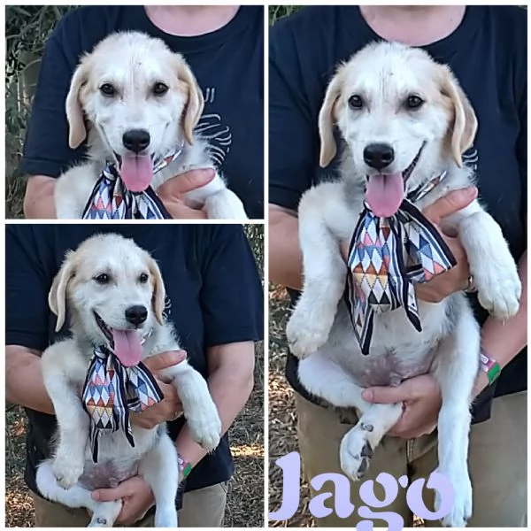 Cuccioli in adozione hanno bisogno di una famiglia 