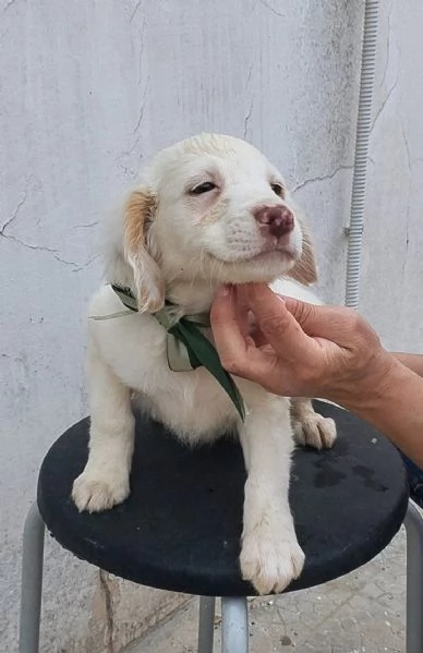 La piccola Mia  rimasta sola cerca anche lei casa | Foto 2