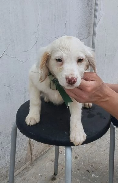 La piccola Mia  rimasta sola cerca anche lei casa | Foto 1