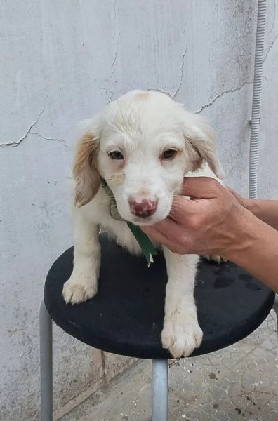 La piccola Mia  rimasta sola cerca anche lei casa | Foto 0
