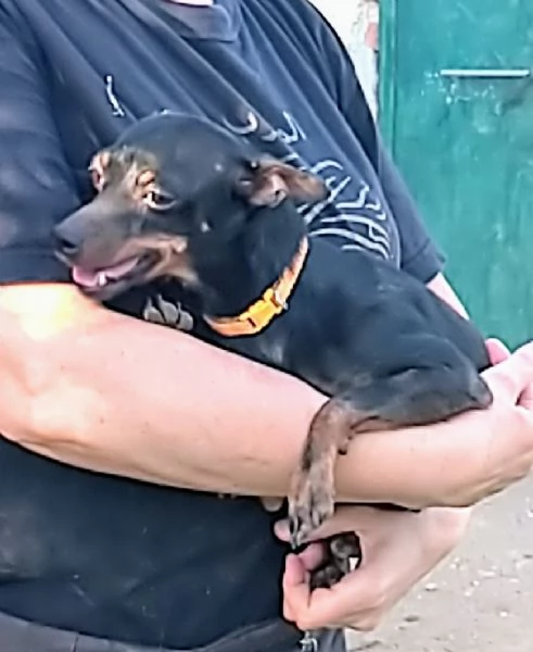 Greacee dolce pinscherina in adozione 