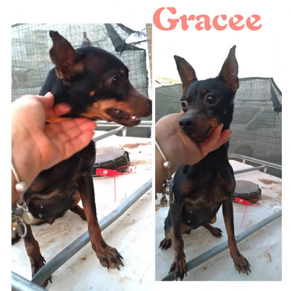 Greacee dolce pinscherina in adozione  | Foto 0