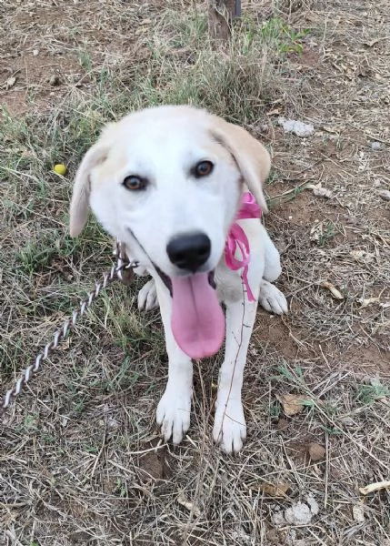 Kiara stupenda cuccioletta in adozione  | Foto 4