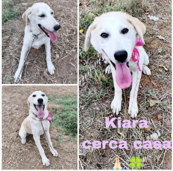 Kiara stupenda cuccioletta in adozione 