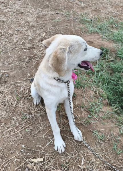 Kiara stupenda cuccioletta in adozione  | Foto 3