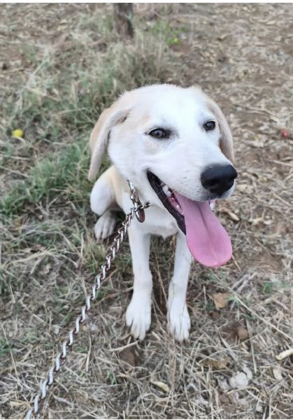 Kiara stupenda cuccioletta in adozione  | Foto 2