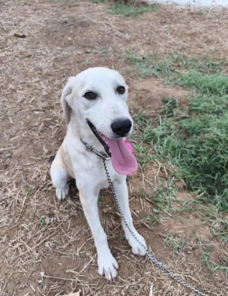 Kiara stupenda cuccioletta in adozione  | Foto 1