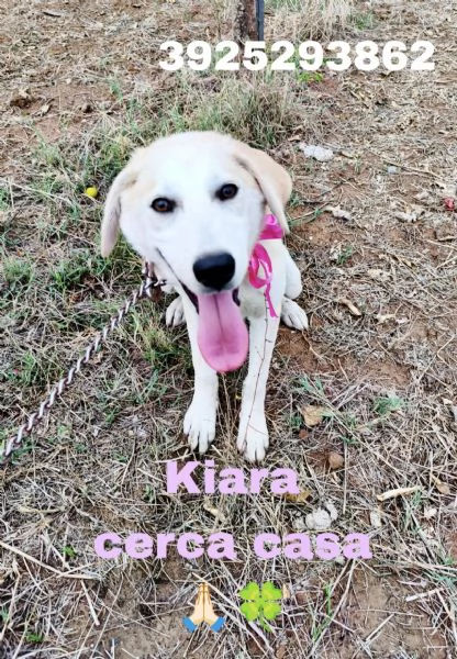 Kiara stupenda cuccioletta in adozione  | Foto 0