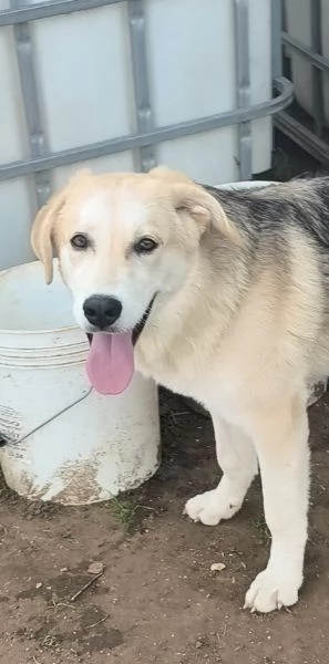 Cucciolo in adozione Jago cerca casa  | Foto 6