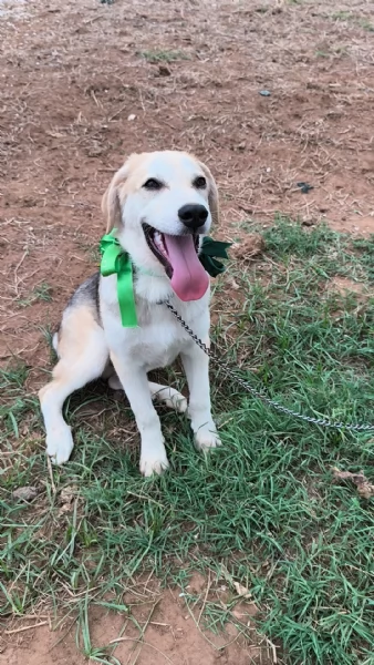 Cucciolo in adozione Jago cerca casa  | Foto 6
