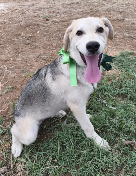Cucciolo in adozione Jago cerca casa  | Foto 5