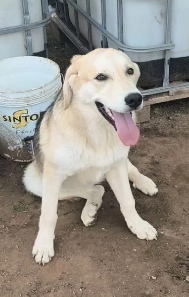 Cucciolo in adozione Jago cerca casa  | Foto 5