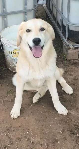 Cucciolo in adozione Jago cerca casa  | Foto 4