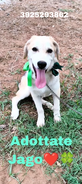 Cucciolo in adozione Jago cerca casa  | Foto 4