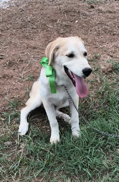 Cucciolo in adozione Jago cerca casa  | Foto 3