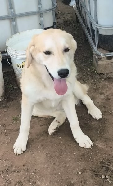 Cucciolo in adozione Jago cerca casa  | Foto 3