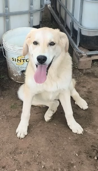 Cucciolo in adozione Jago cerca casa  | Foto 2