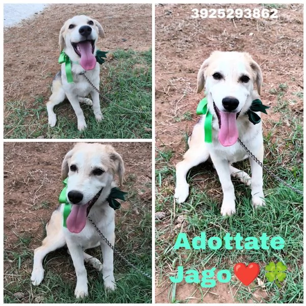 Cucciolo in adozione Jago cerca casa 