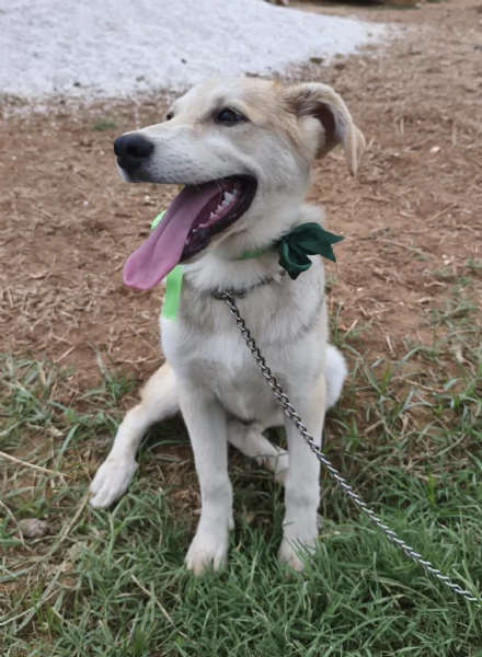 Cucciolo in adozione Jago cerca casa  | Foto 1