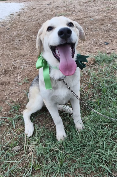 Cucciolo in adozione Jago cerca casa  | Foto 0